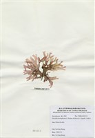 藏品(海木耳)的圖片